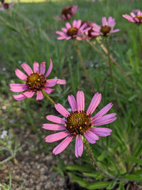 Echinacea tennesseensis