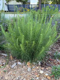 Liatris microcephala