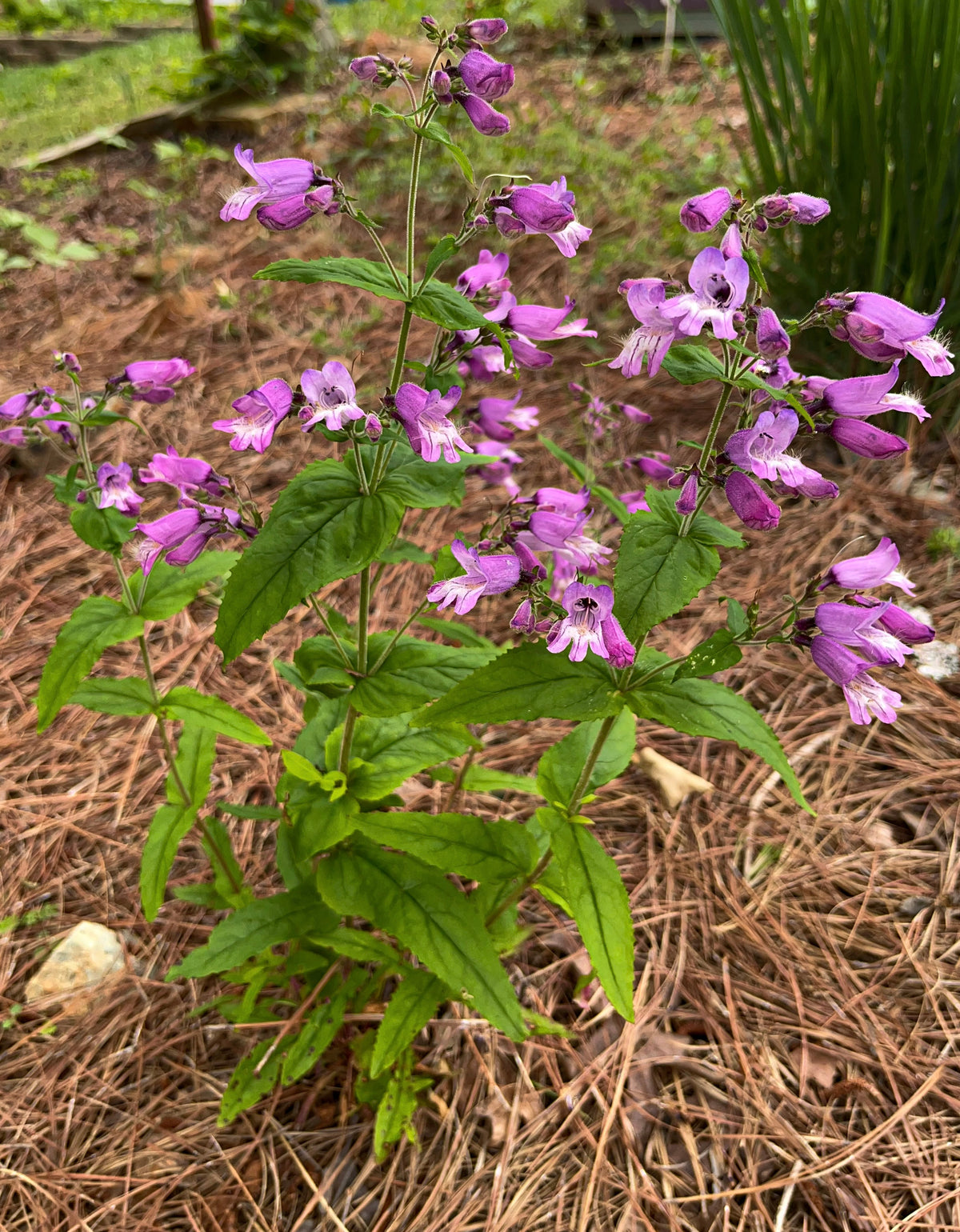 Penstemon smallii