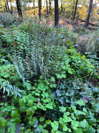 Heuchera americana