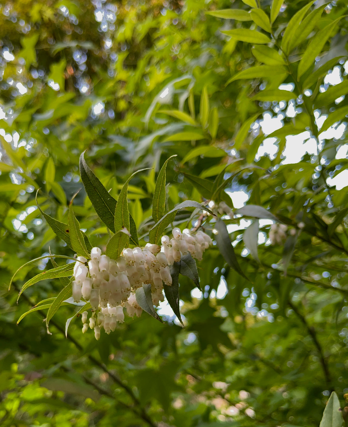 Agarista populifolia