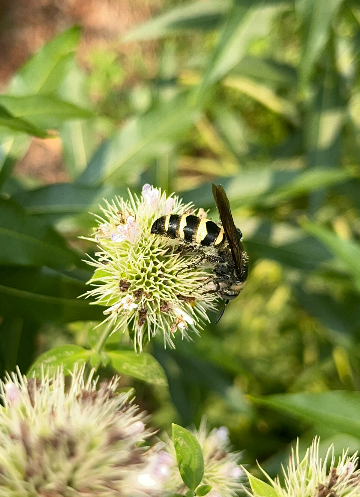 Pycnanthemum flexuosum