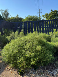 Symphyotrichum oblongifolium