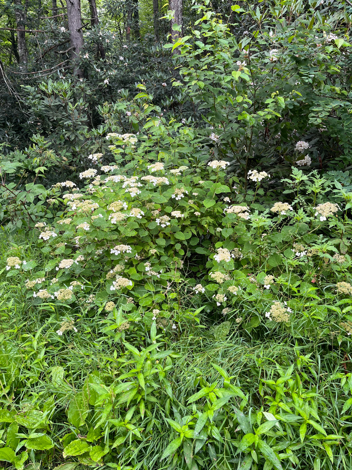 Hydrangea arborescens