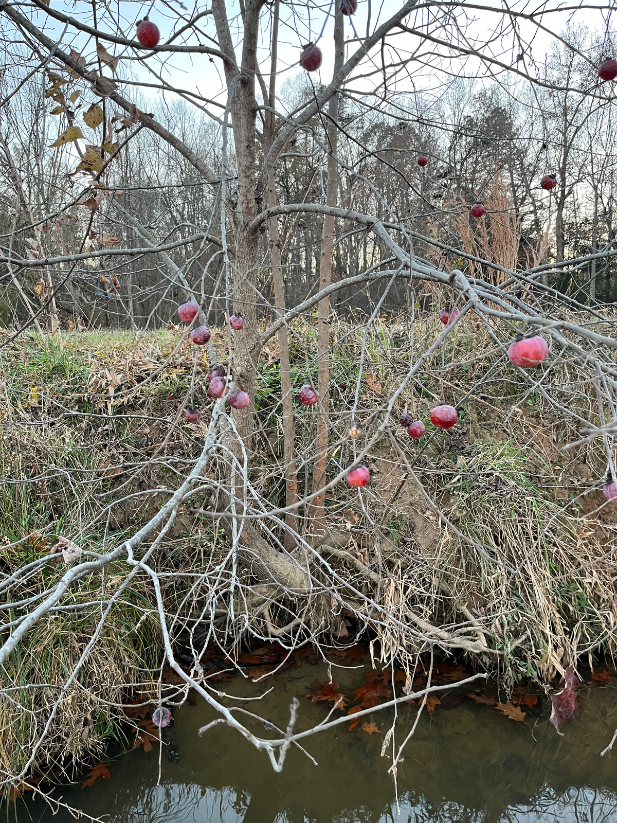 Diospyros virginiana / American Persimmon (Ebony Family)