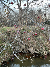Diospyros virginiana / American Persimmon (Ebony Family)