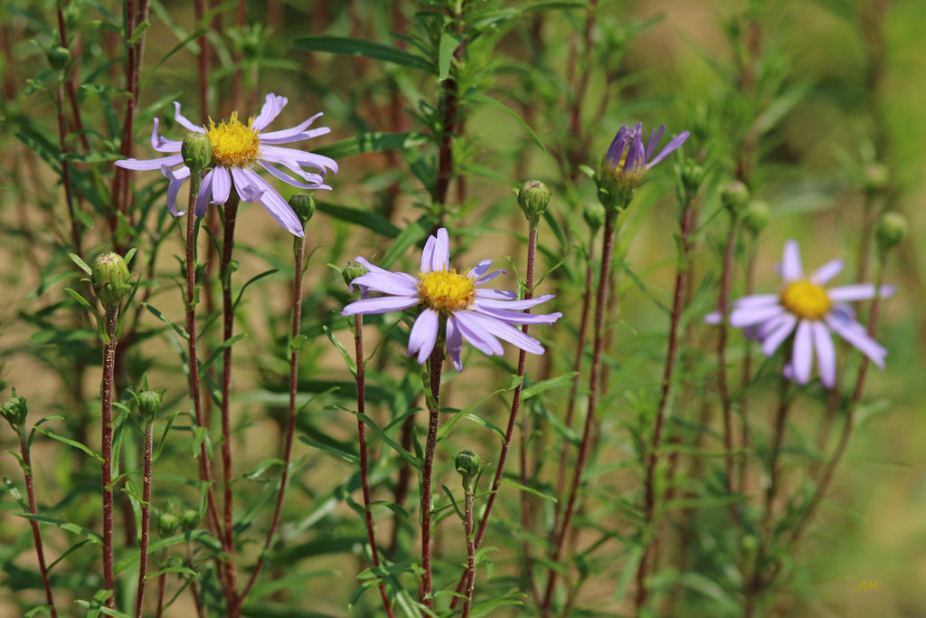 Ionactis linariifolius