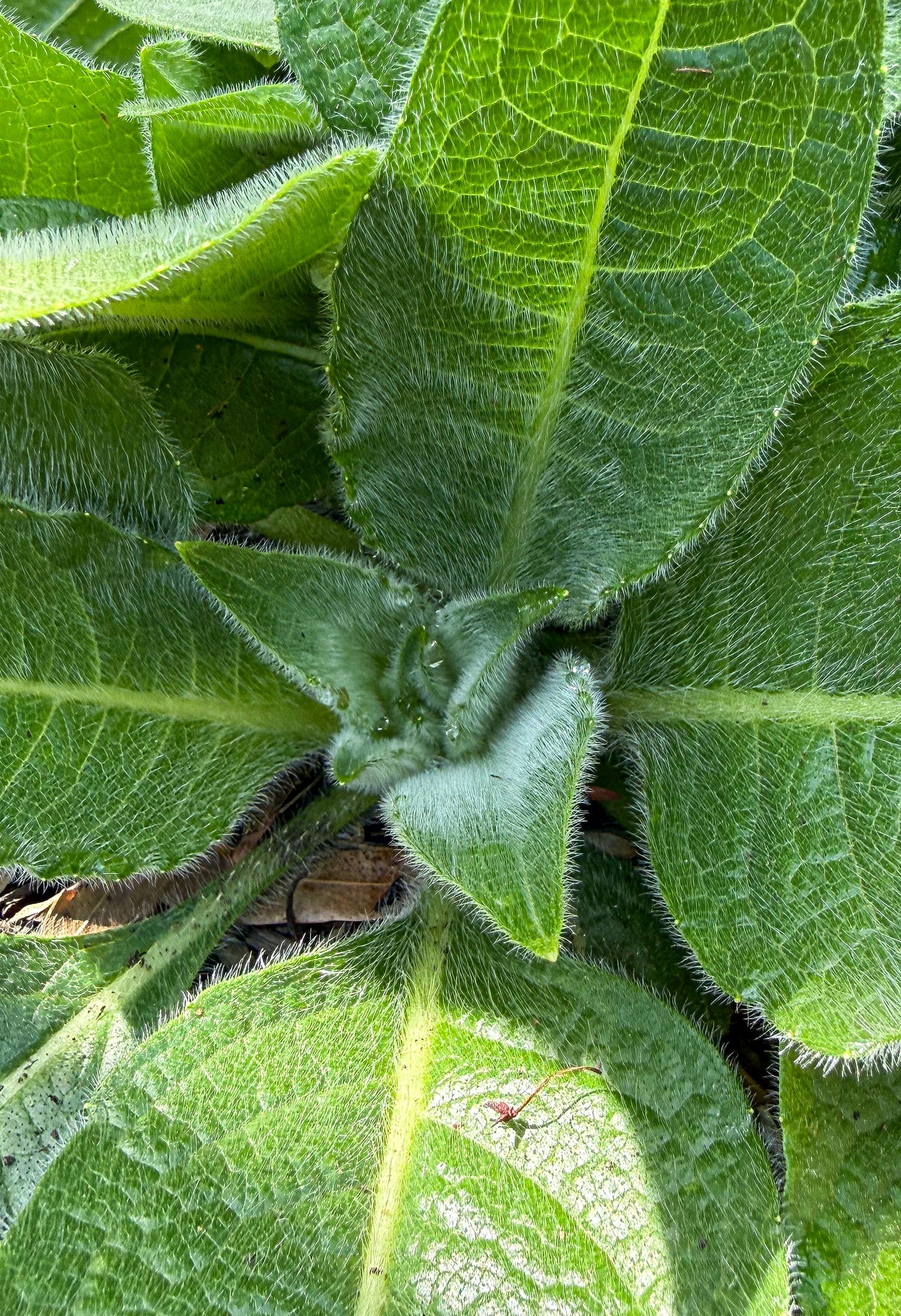 Silphium mohrii