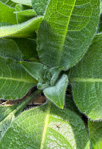 Silphium mohrii