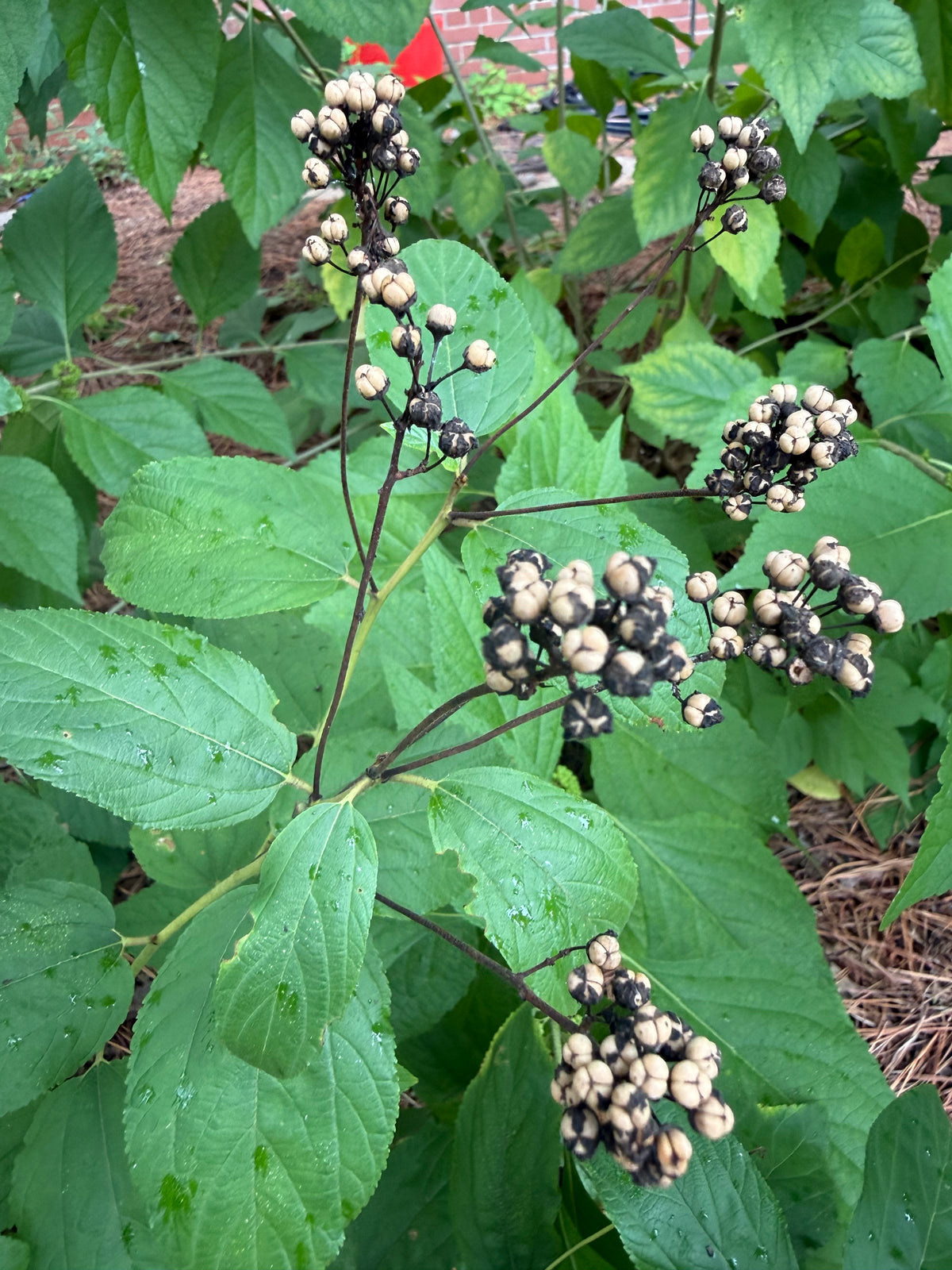Ceanothus americanus
