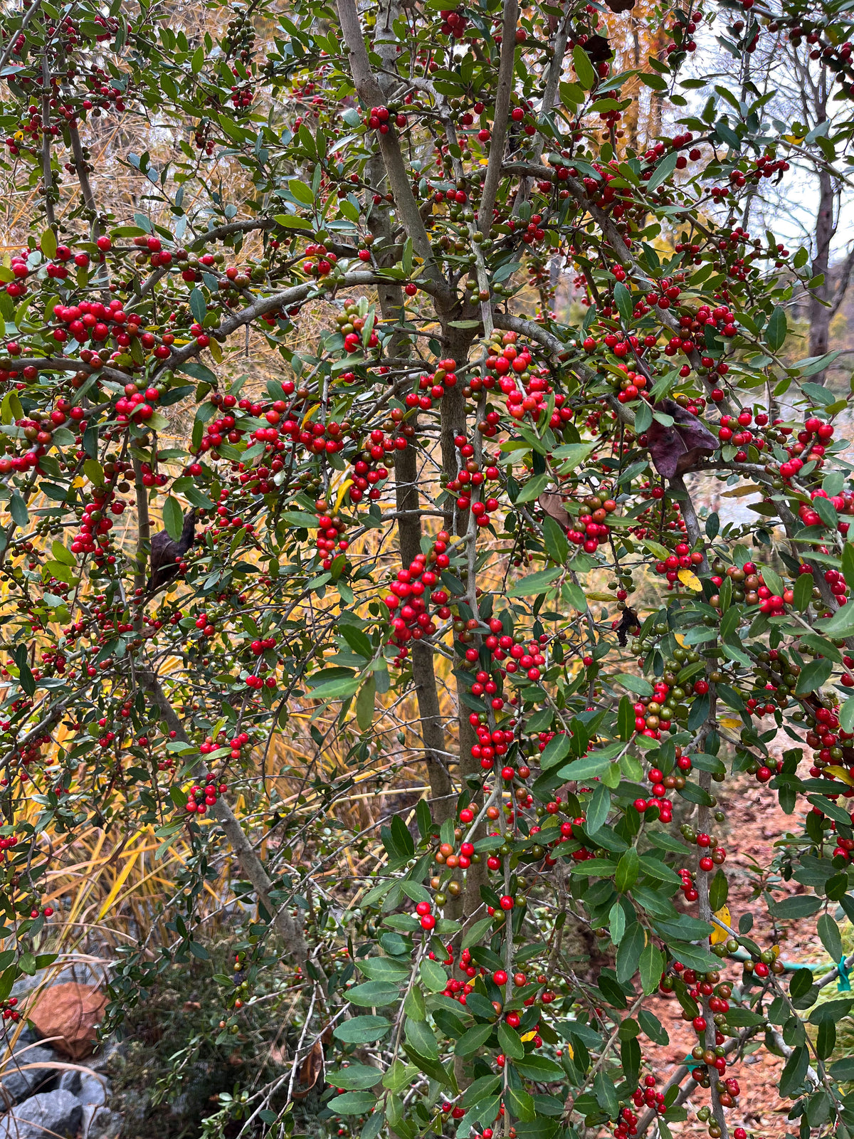 Ilex vomitoria