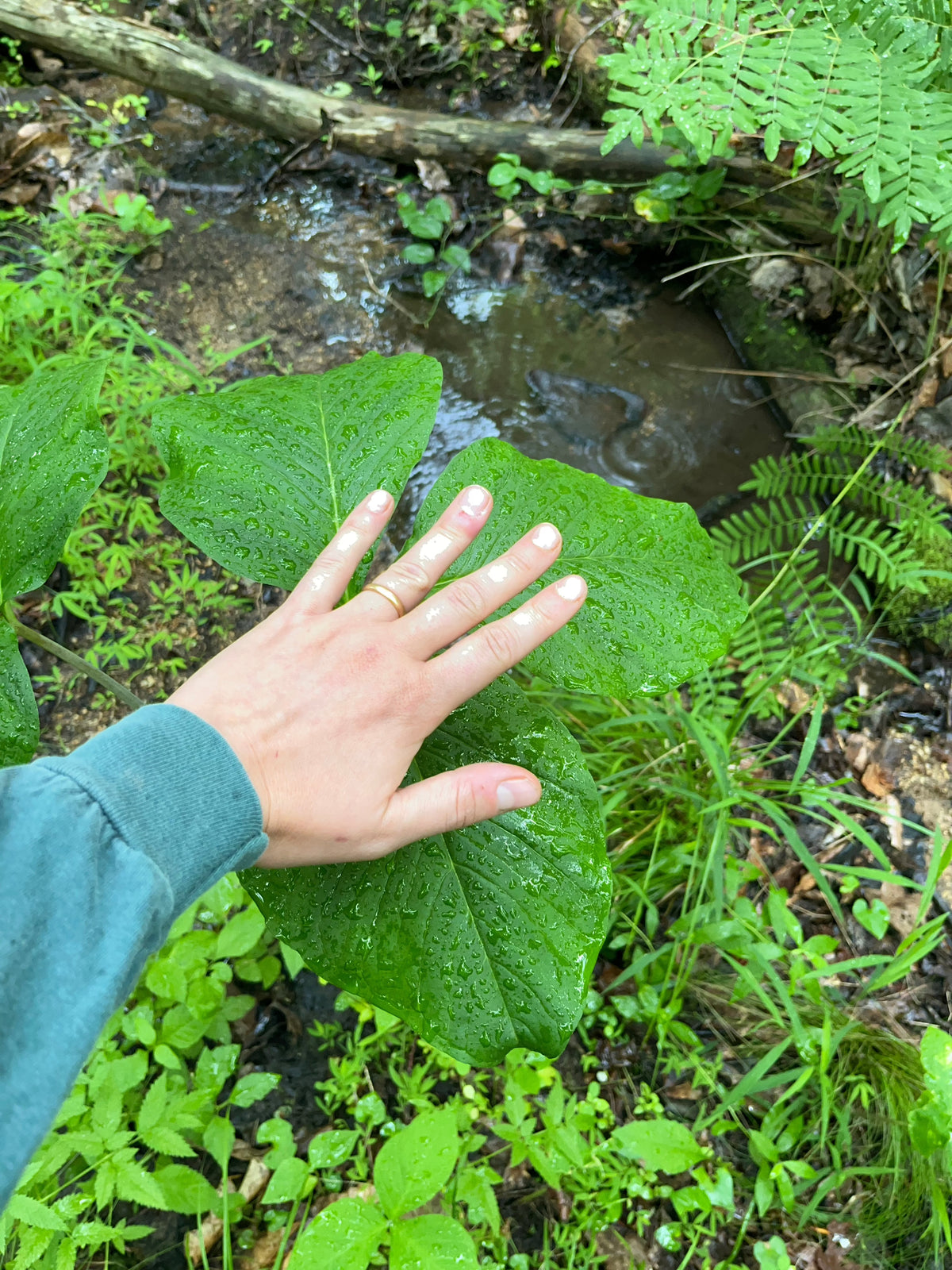 Arisaema triphyllum