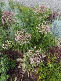 Eutrochium dubium 'Baby Joe'