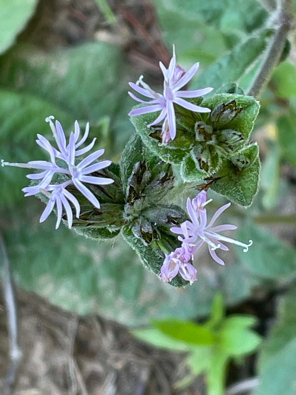 Elephantopus tomentosus