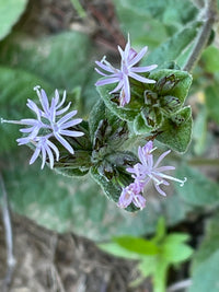 Elephantopus tomentosus