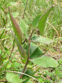 Asclepias viridiflora