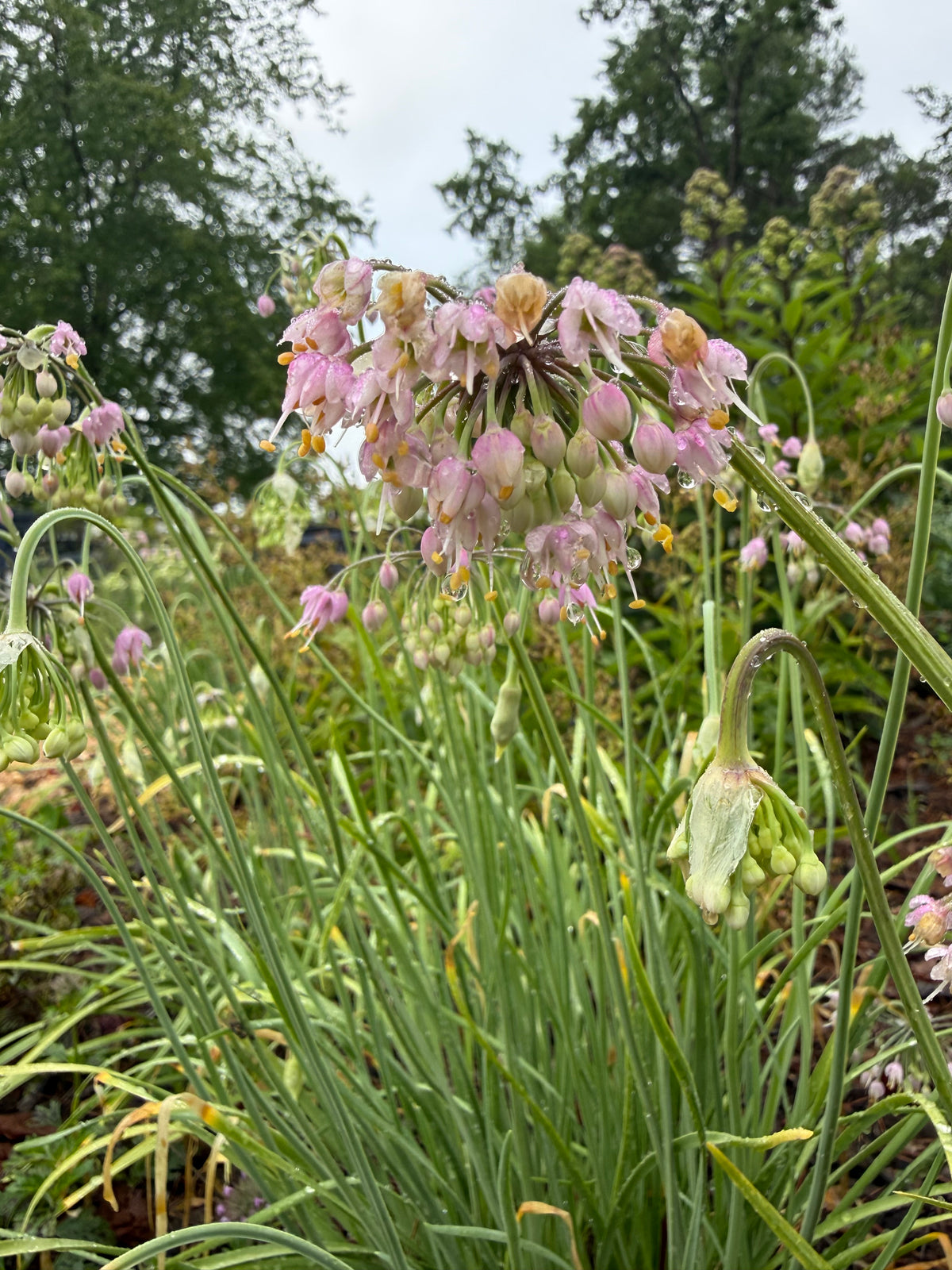 Allium allegheniense