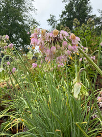 Allium allegheniense