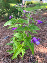 Penstemon smallii