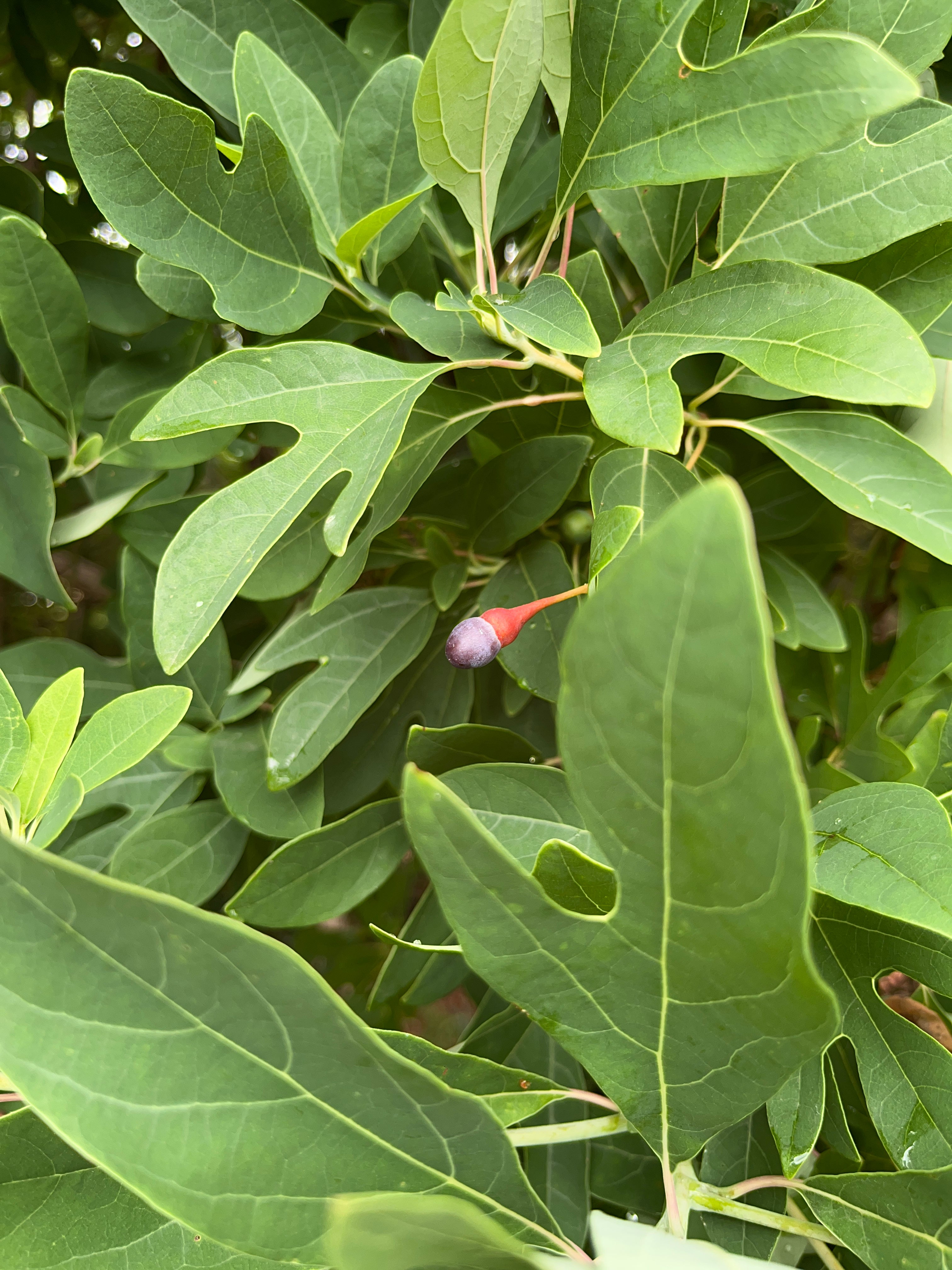 Sassafras albidium – Flower of Carolina