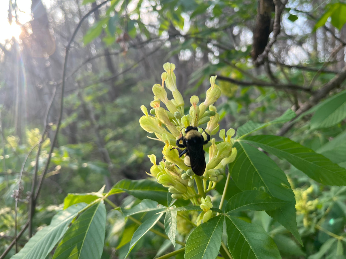 Aesculus sylvatica