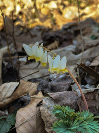 Dicentra cucullaria