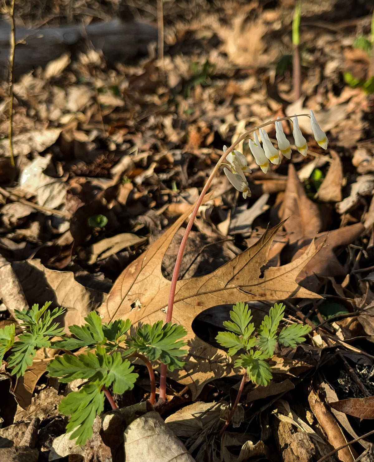 Dicentra cucullaria