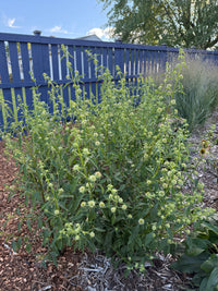 Hyptis alata