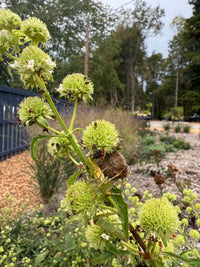 Hyptis alata