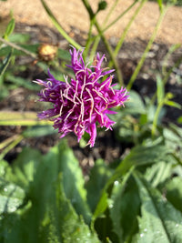 Vernonia acaulis