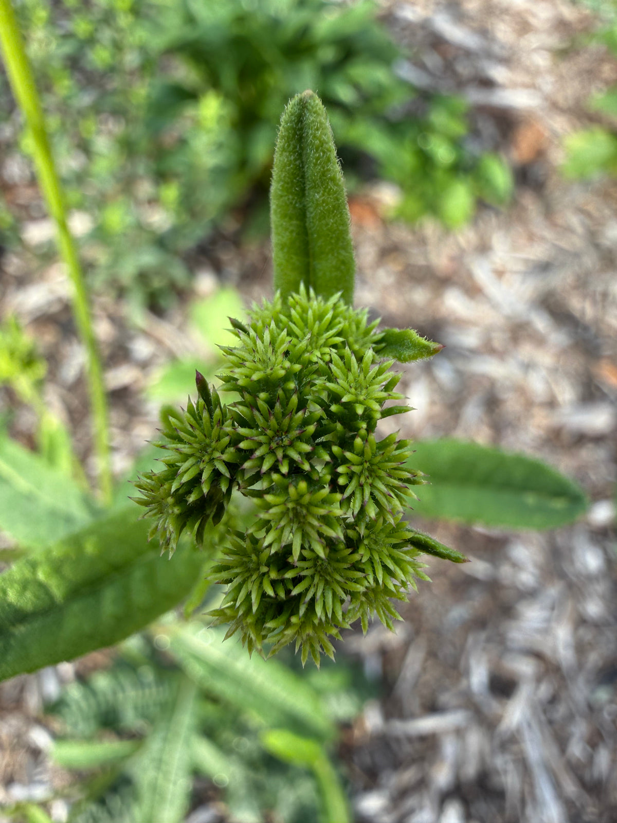 Vernonia acaulis