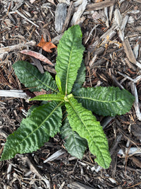 Vernonia acaulis