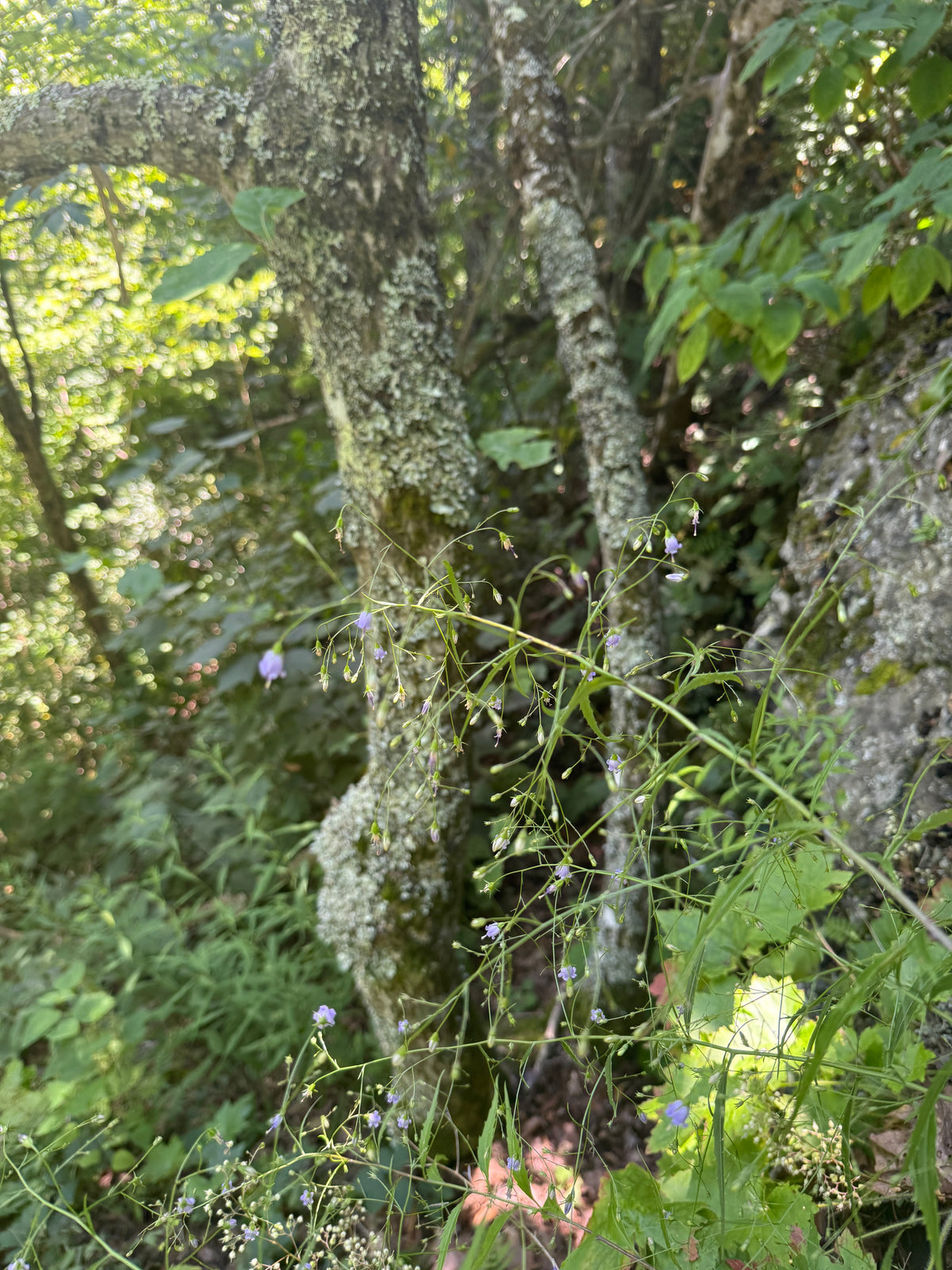 Campanula divaricata