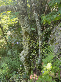 Campanula divaricata
