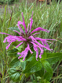 Monarda fistulosa 'Claire Grace'