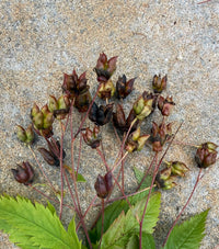 Gillenia trifoliata