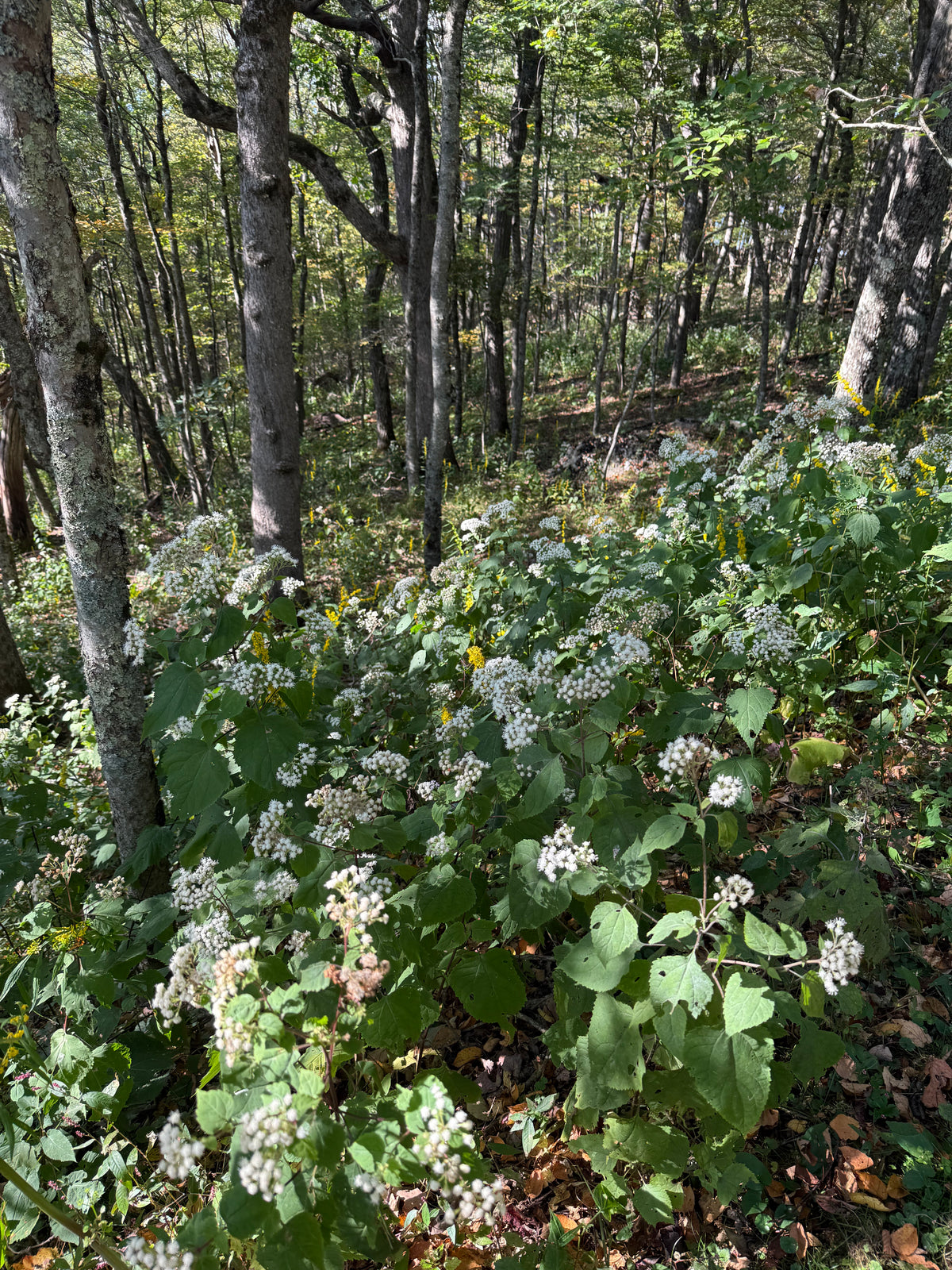 Ageratina altissima
