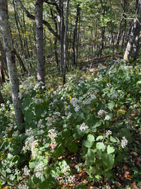 Ageratina altissima