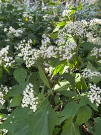 Ageratina altissima