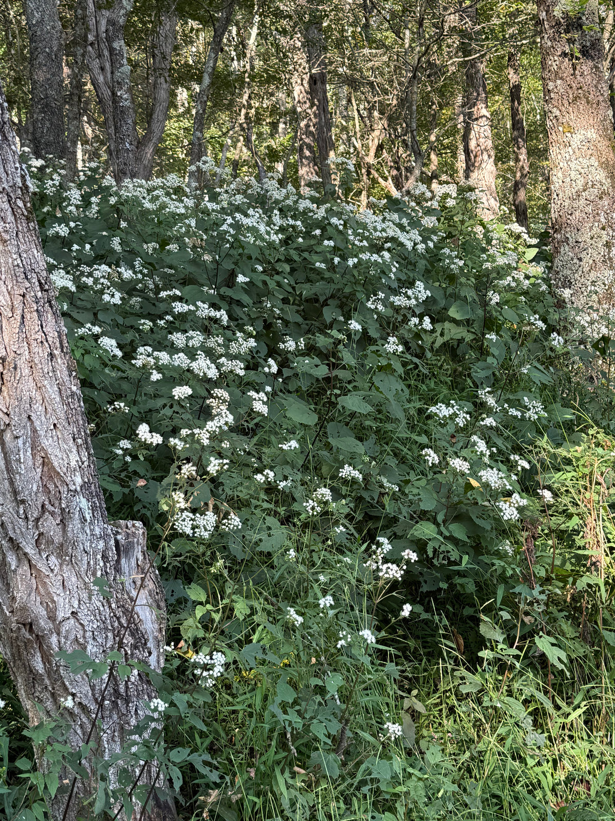 Ageratina altissima