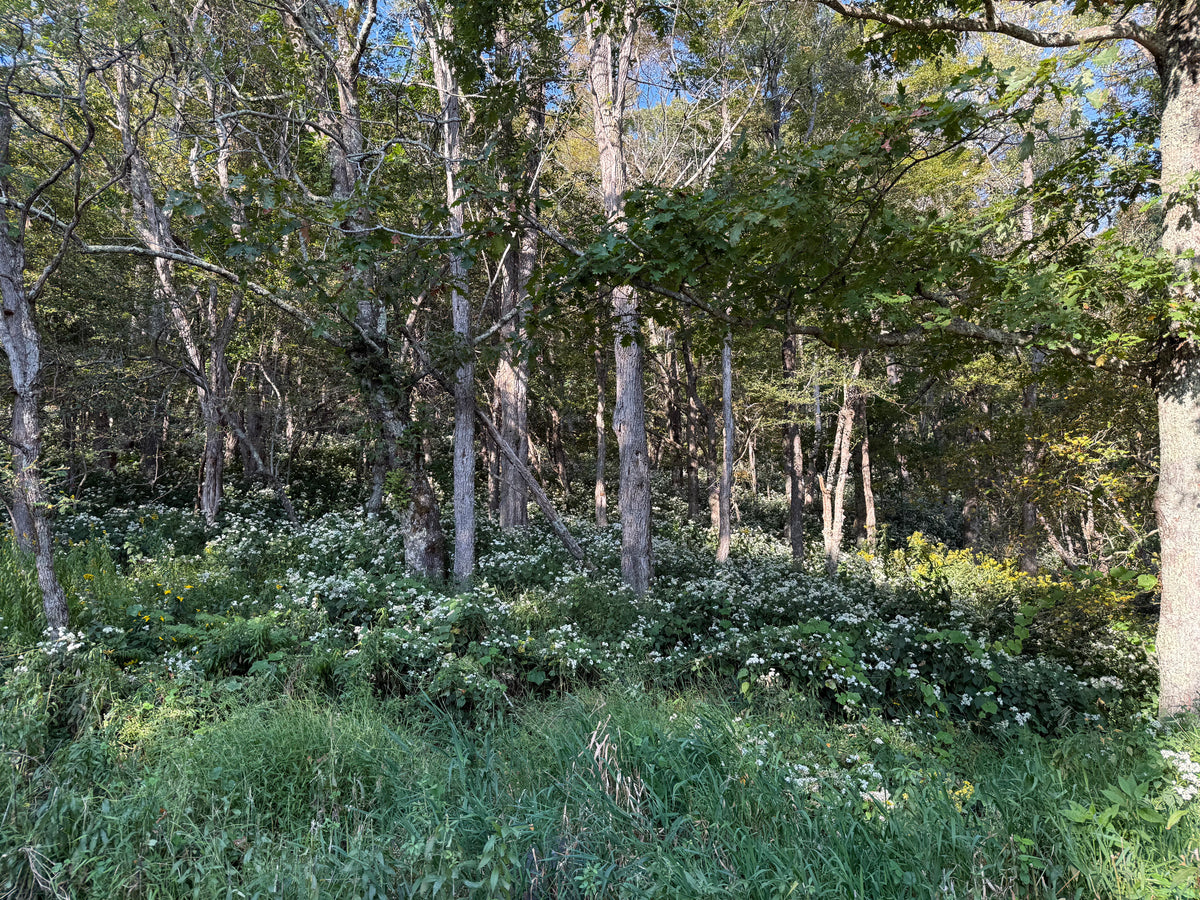 Ageratina altissima