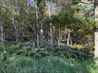 Ageratina altissima