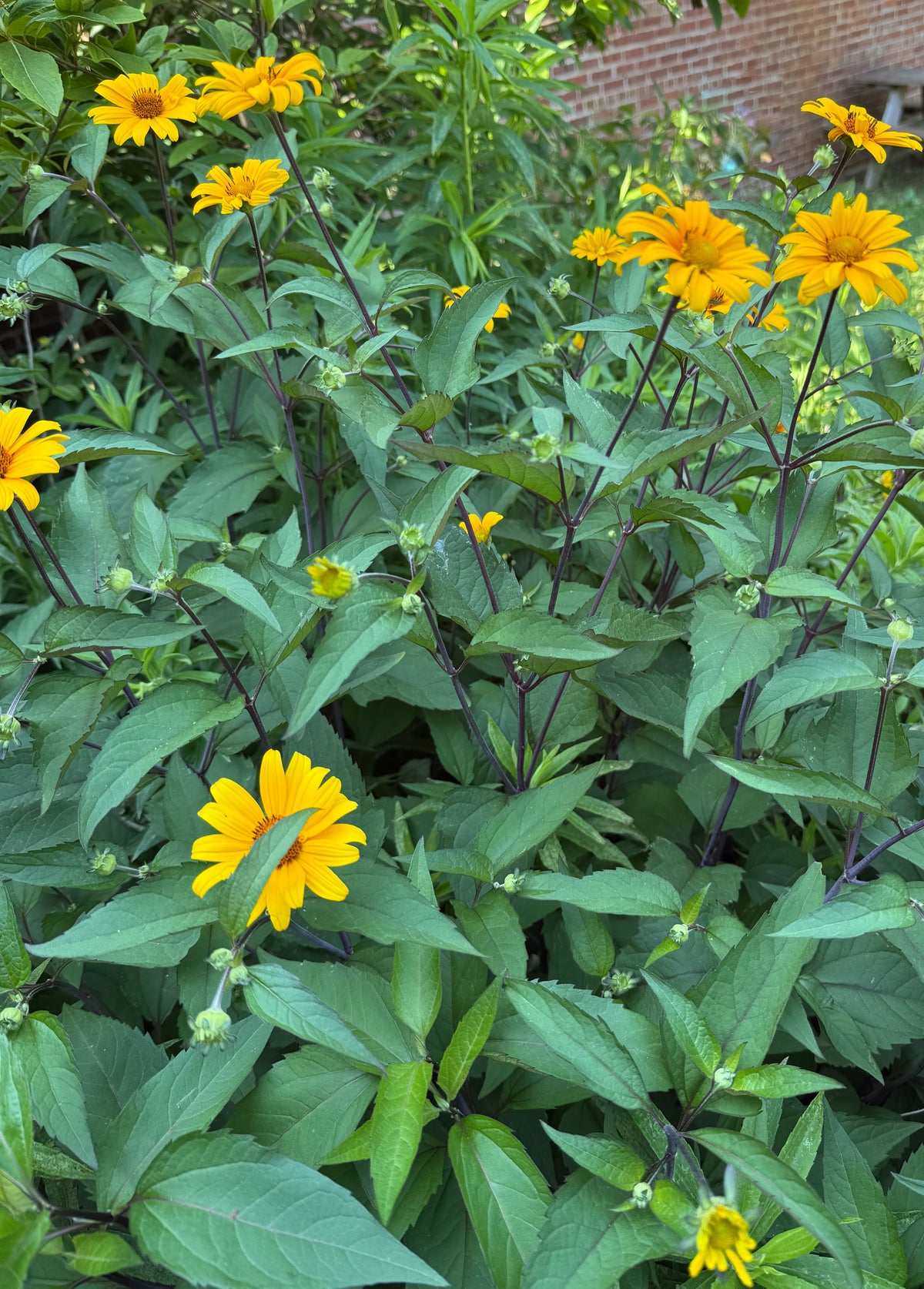 Heliopsis helianthoides var. scabra 'Summer Nights'
