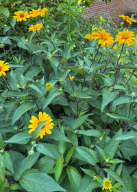 Heliopsis helianthoides var. scabra 'Summer Nights'