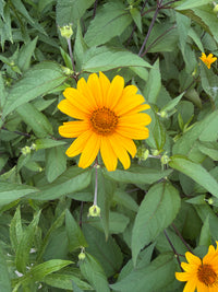 Heliopsis helianthoides var. scabra 'Summer Nights'