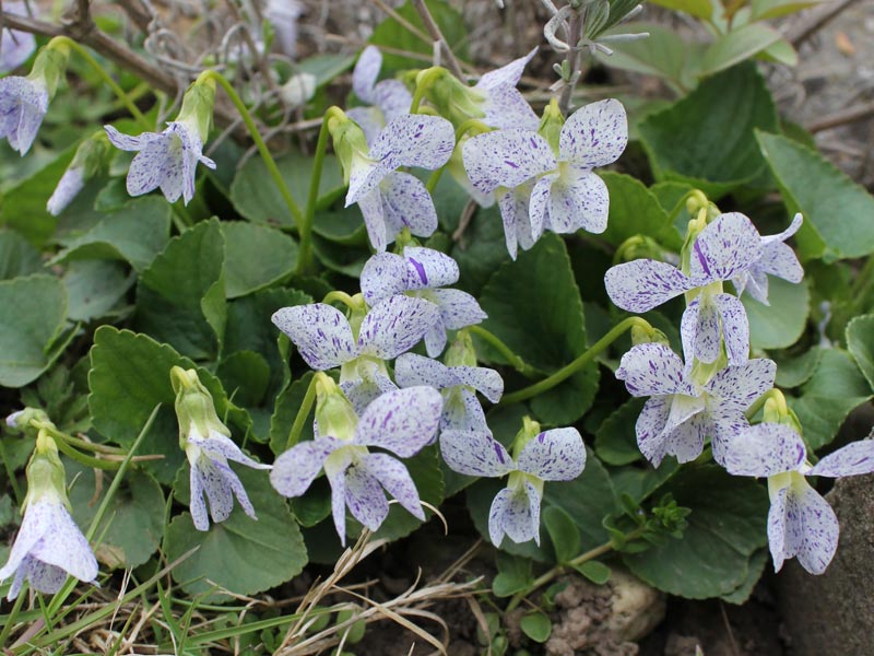 Viola sororia 'Freckles'