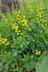 Baptisia sphaerocapa 'Goldfinch'