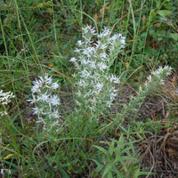 Liatris elegans