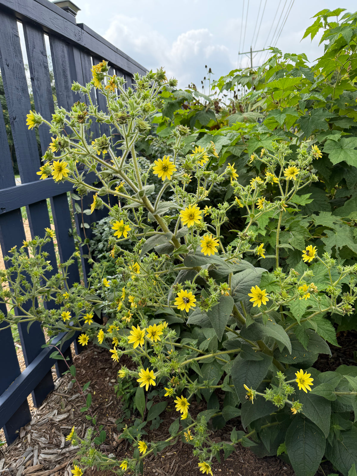 Silphium mohrii