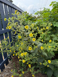 Silphium mohrii